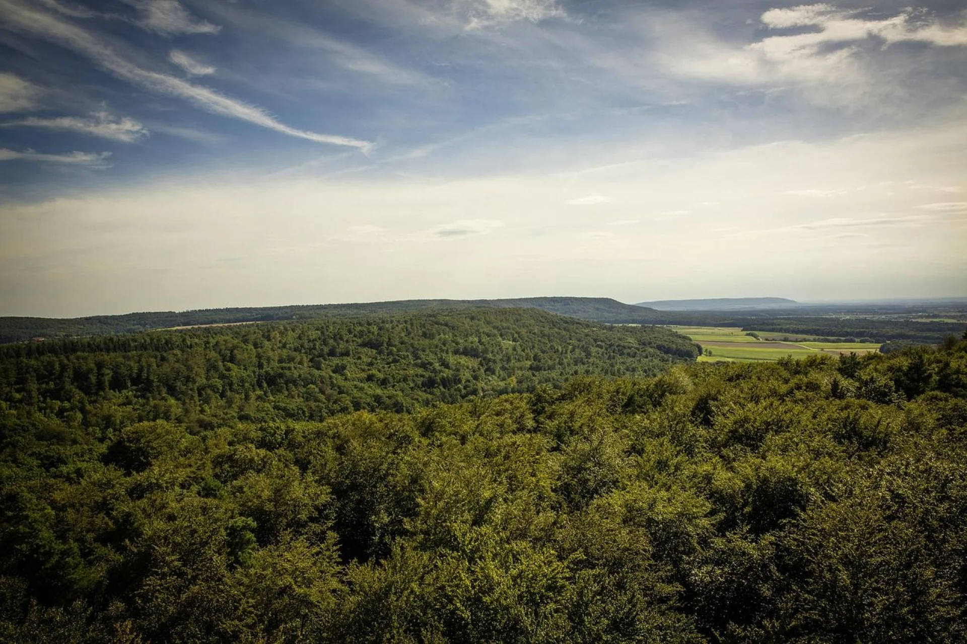 Steigerwald Forest