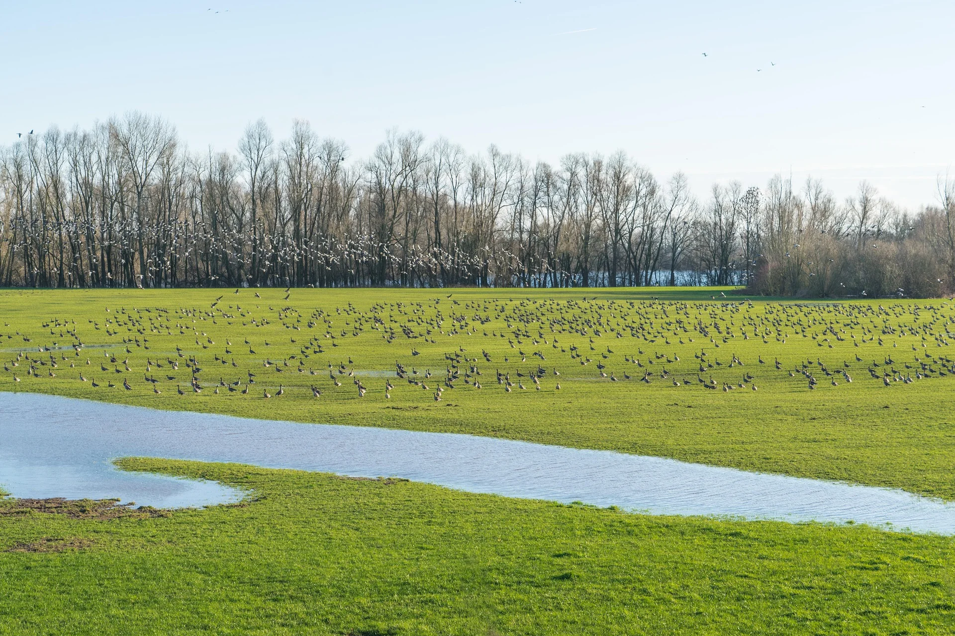 Lower Rhine