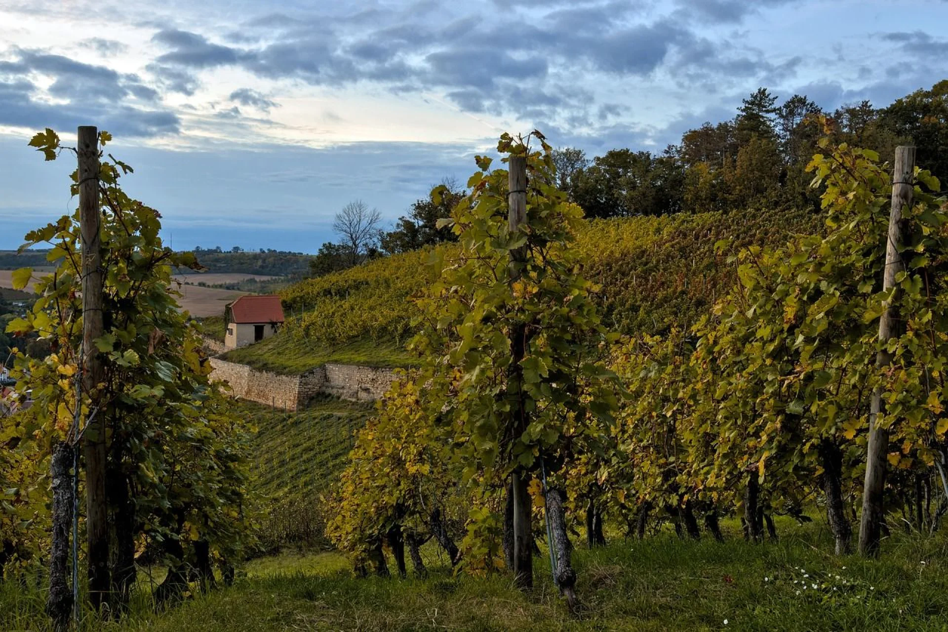 Saale-Unstrut Wine Region