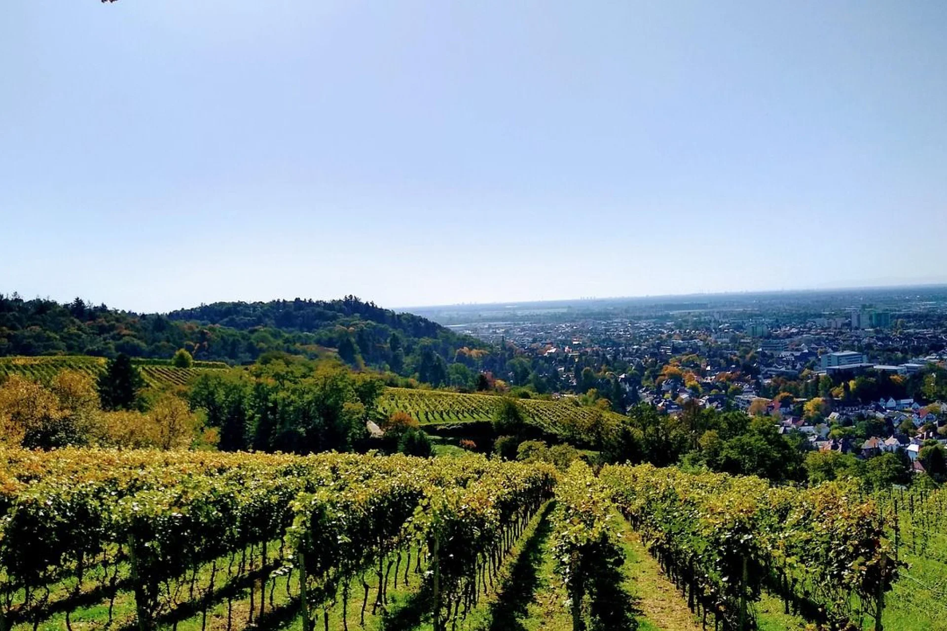 Odenwald Forest