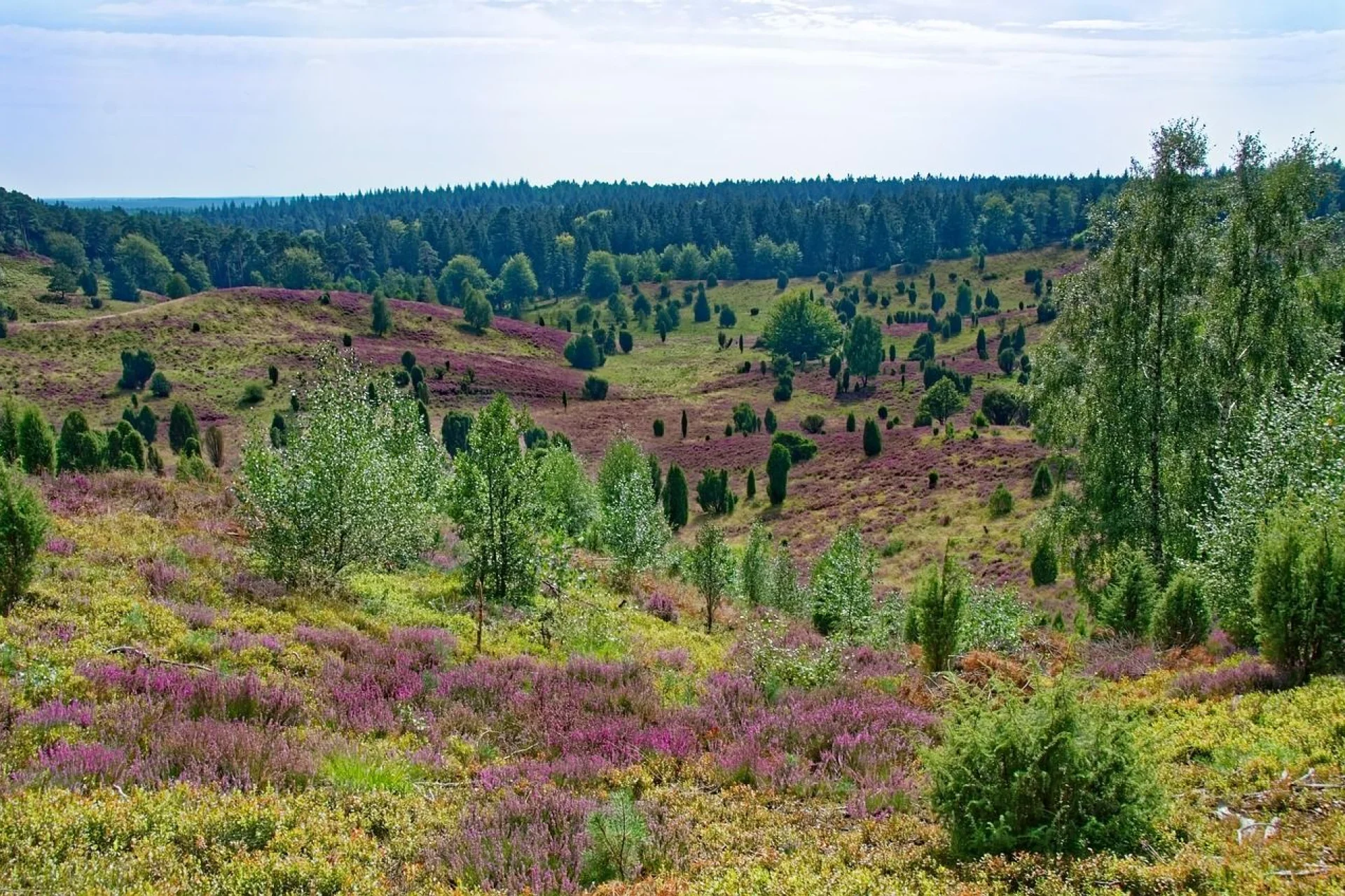 Lüneburg Heath