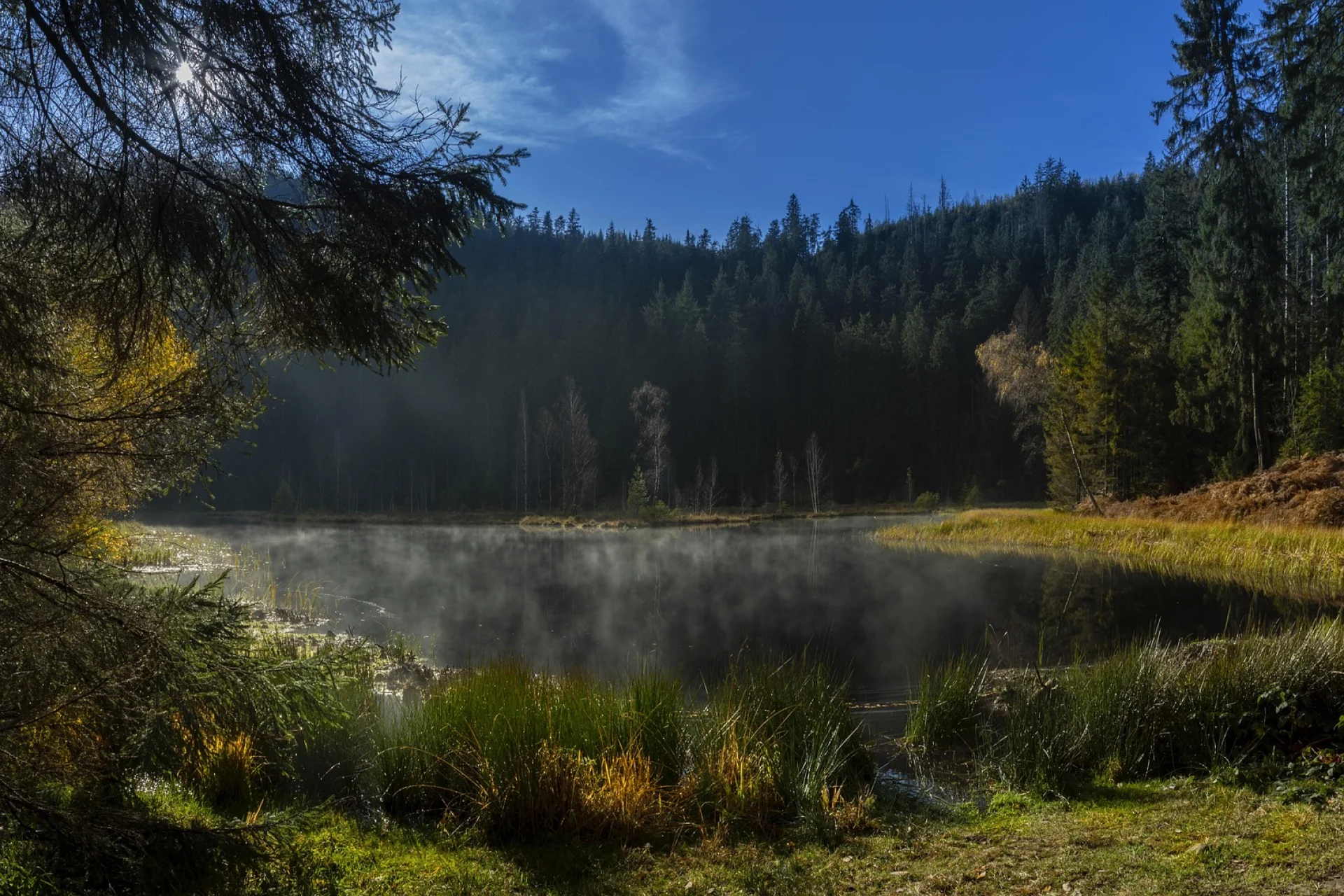 Black Forest