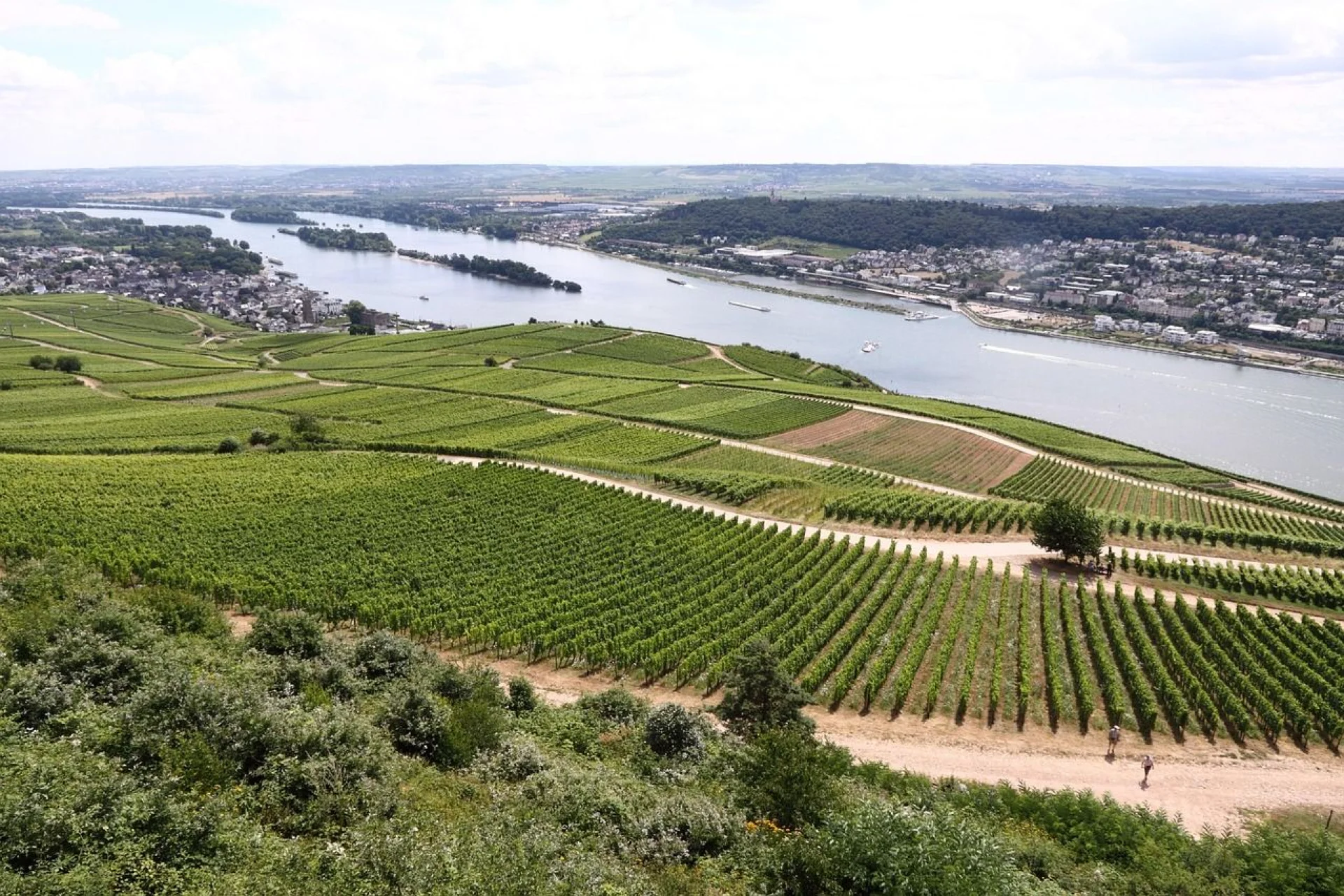 Rheingau Wine Region