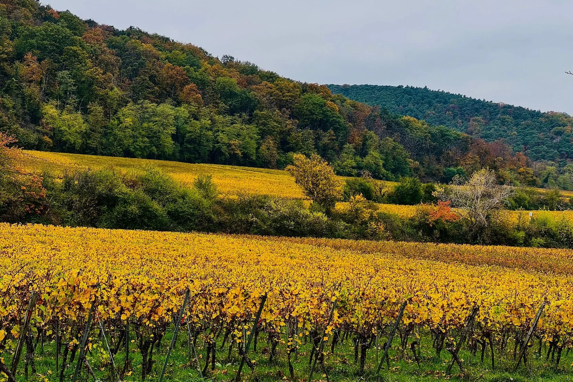 Palatinate