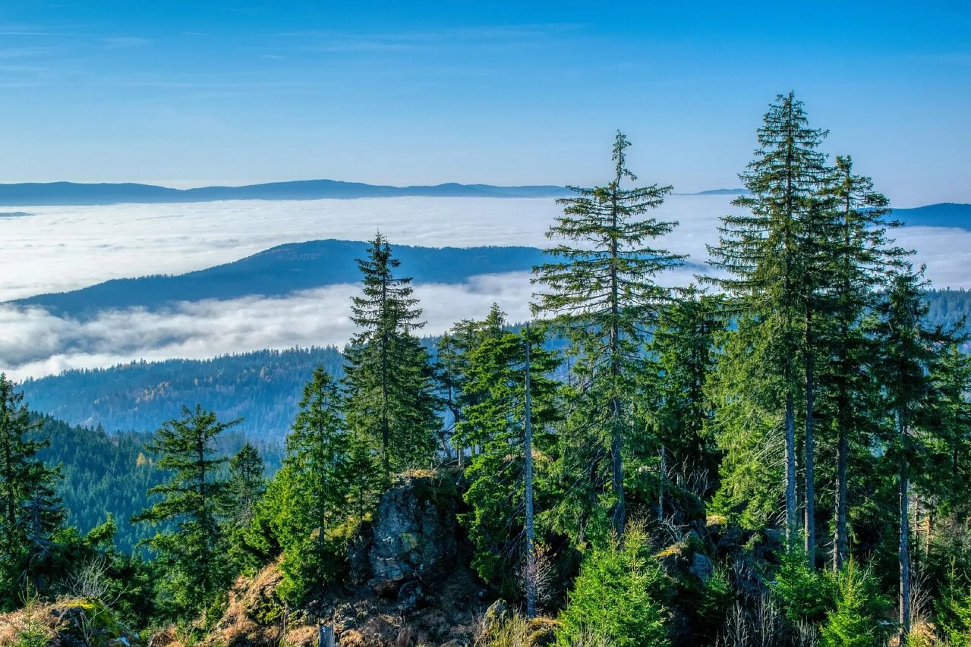 Bavarian Forest